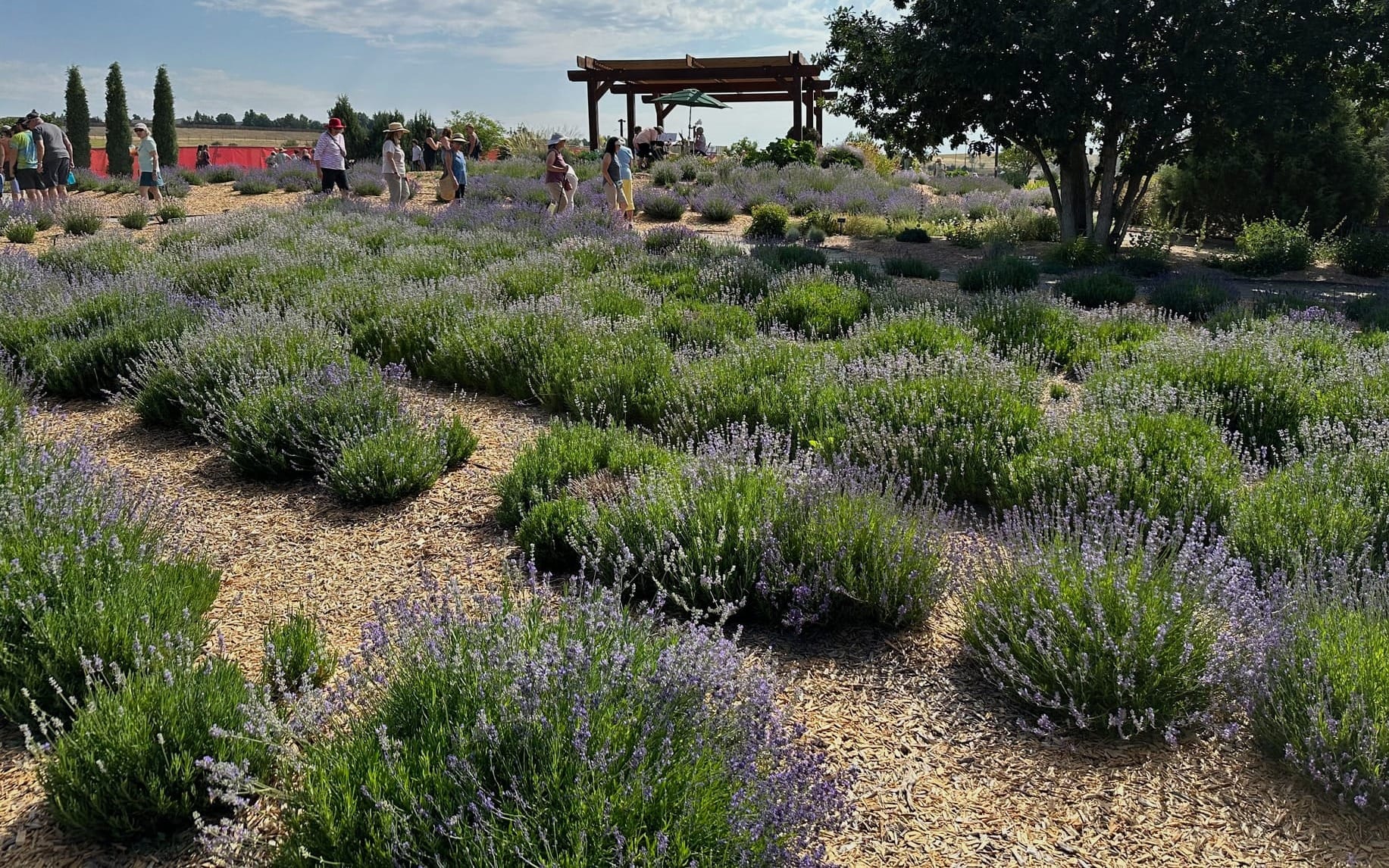 Lavender field at Denver Botanic Gardens Chatfield Far