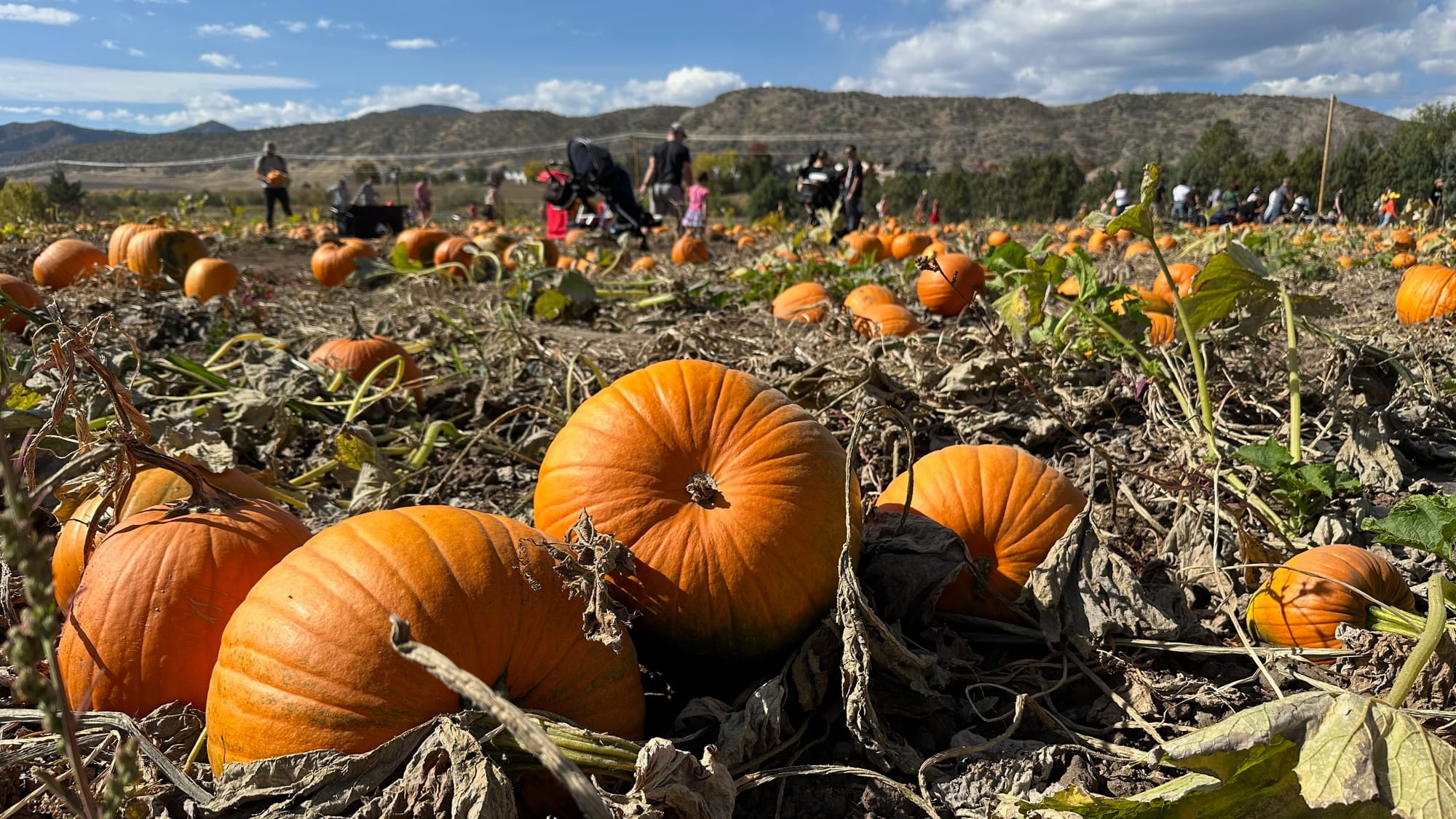 Visiting the Denver Botanic Gardens Pumpkin Festival in 2024